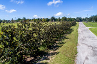 2020-9-29 20902 Camortree Eustis