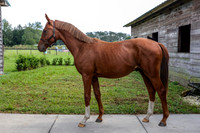 2020-10-14 Chestnut Colt