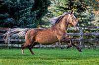 Equine Portraits