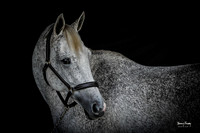 2018-11-9 Gracie