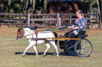 2026-2-21 Ponys and Palms Show