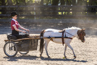 2026-3-21 Ponies and Palms Show