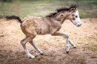 2026-3-29 Cheyenne Lesson and Foal