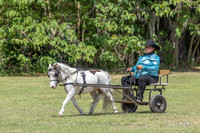 2026-4-19 Ponies and Palms