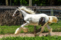 Wild Heart Stables Yearlings